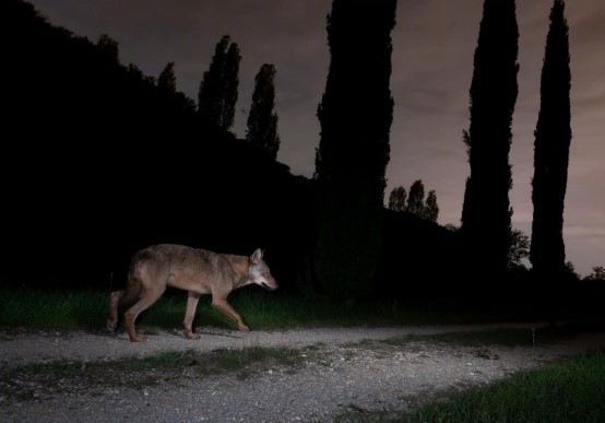 fotografia naturalistica