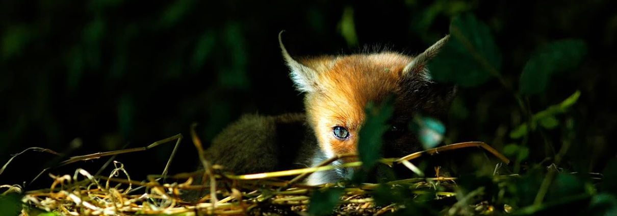 fotografia naturalistica 4