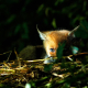 fotografia naturalistica 4