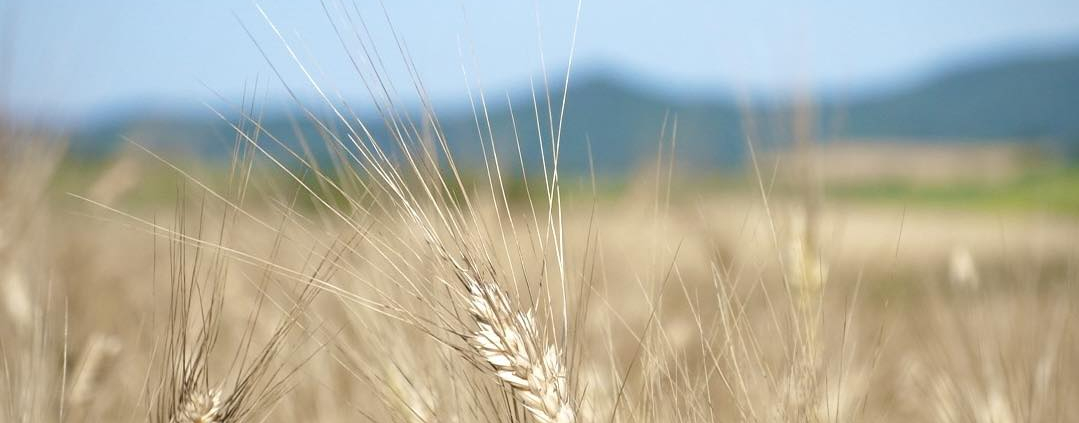 La filiera del grano nelle terre pisano livornesi