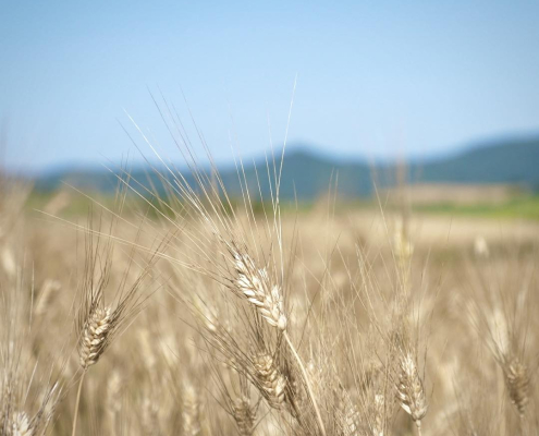 La filiera del grano nelle terre pisano livornesi