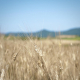 La filiera del grano nelle terre pisano livornesi